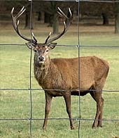 Cerramientos Ganaderos Sercomalla Cerramientos Ganaderos Sercomalla