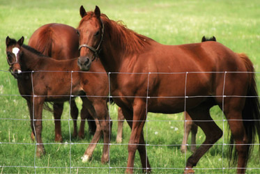Cerramientos Ganaderos Sercomalla Cerramientos Ganaderos Sercomalla